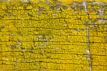 Background texture yellow substance on wood