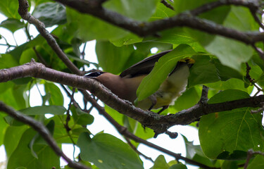 Cedar Waxwing Bird Perched on a Branch