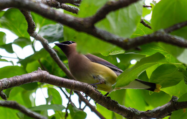 Cedar Waxwing Bird Perched on a Branch