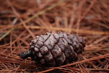 Close up of pine cone