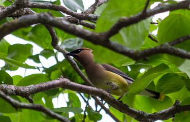 Cedar Waxwing Bird Perched on a Branch