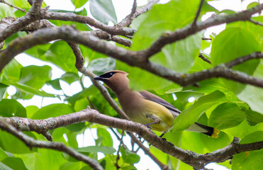 Cedar Waxwing Bird Perched on a Branch