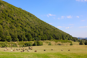 Vaches laitière dans un prairie en montagne. Estive, Alpage et foret en Auvergne. Vallée de Chaudefour. Paysage du Massif du Sancy dans la chaîne des puys en France. Patrimoine mondial en Europe.