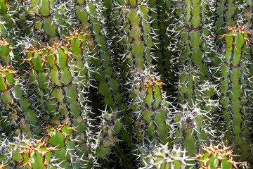 Euphorbia is a very large and diverse genus of flowering plants, commonly called spurge, Euphorbiaceae in the spurge family, South Africa