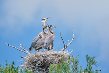 Great Blue Heron