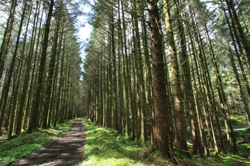 Sun and tree at Marble Arch Caves Global Geopark Fermanagh Ireland