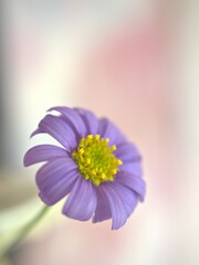 Closeup purple petals daisy flower with sweet pink background ,macro image ,soft background ,sweet color for card design , blurred background