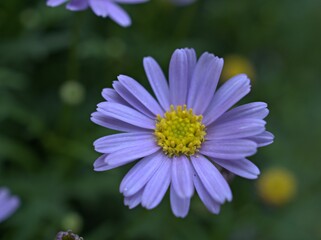 Obraz premium close up of purple petals daisy flowers plants in garden with green blurred background and sweet color for card design .macro image ,purple flowers and blur background