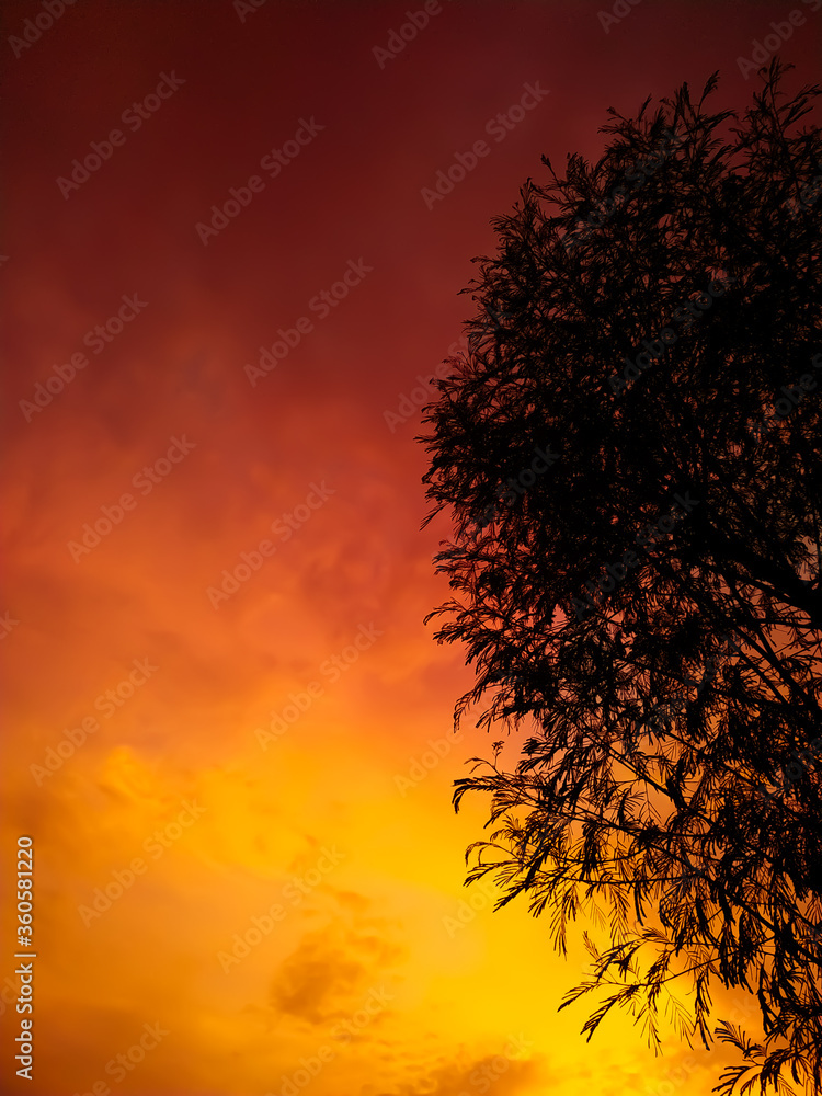 Wall mural tree silhouettes on red sky background in sundown time...