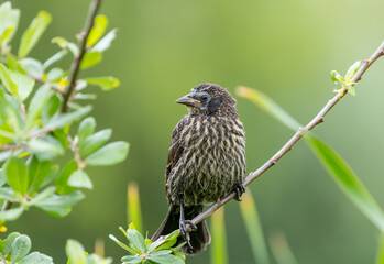A Juvenile red winged blackbird " Agelaius phoeniceus " waits for its parents to feed it.