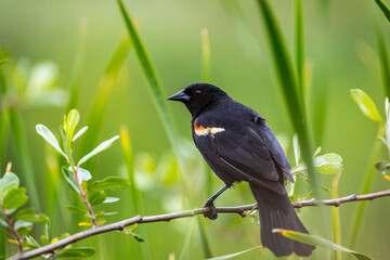 A male red winged blackbird 
