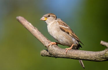 A house sparrow 