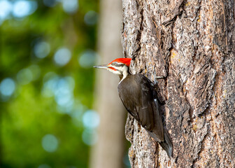 A pileated woodpecker  