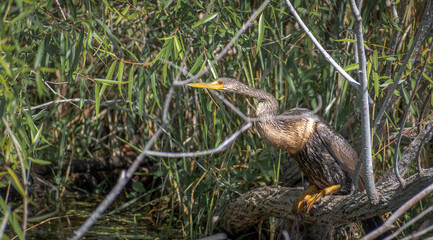 Cormoran