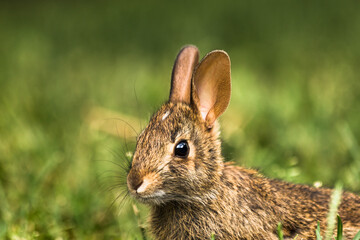 Adorable baby rabbit portrait on green background - in nature