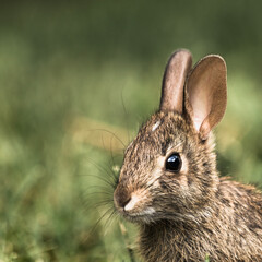 Adorable baby rabbit portrait on green background - in nature