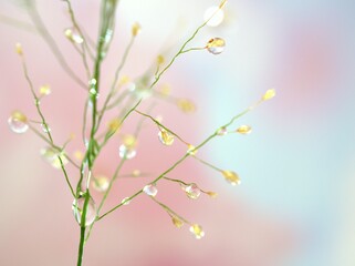 Closeup green grass branch with water drops on weed ,sweet pink blurred background ,macro image ,sweet color for card design ,soft focus ,droplets on plants for lovely wallpaper