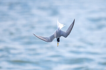 Little tern diving