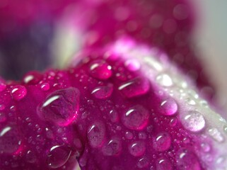 Beautiful abstract water drops on pink petals of petunia flower and blurred background ,macro image ,sweet color for card design , lovely wallpaper, soft focus