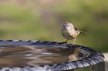 White-Browed Scrubwren at birdbath, South Australia