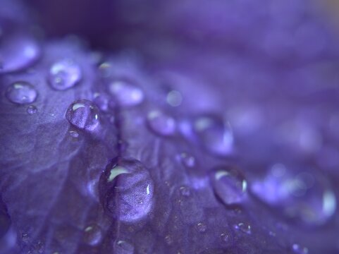 Closeup purple blue petals of petunia flower with water drops background, macro image ,droplets blurred violet petals ,wallpaper, sweet color for card design