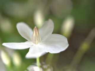 close up petals of white water jasmine flowers plants with bright blurred background , soft focus , macro image ,for card design
