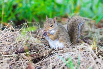 Eastern Gray Squirrel in natural habitat in southern marsh