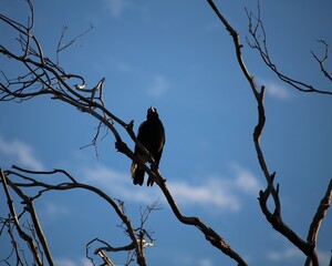 Silhoutte of Australian Magpie (Cracticus tibicen) against blue sky, South Australia
