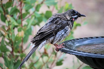 Red Wattlebird (Anthochaera carunculata) at birdbath, South Australia