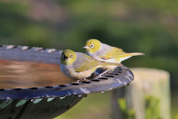 Silvereye (Zosterops lateralis) at birdbath, South Australia