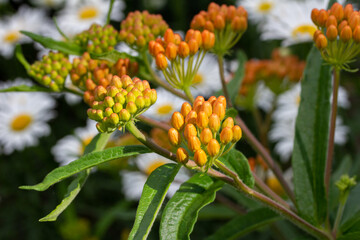 Close up view of young orange and yellow butterfly weed (asclepias tuberosa) flower buds in an outdoor ornamental garden setting