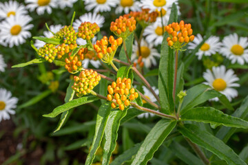Close up view of young orange and yellow butterfly weed (asclepias tuberosa) flower buds in an outdoor ornamental garden setting