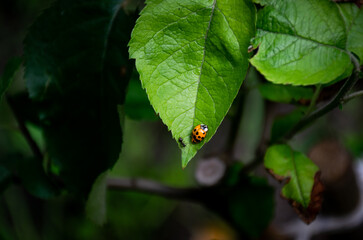 Wildlife coexistnce concept. Relation between ant and ladybug.