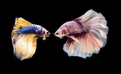 Beautiful colors"Halfmoon Betta" capture the moving moment beautiful of siam betta fish in thailand on black background