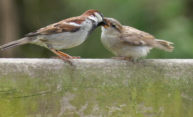 House Sparrow Feeding young chicks
