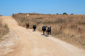 African Nguni cattle on a dirt road 