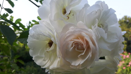 Camellia, white, pink, large flowers, overlapping petals, very beautiful.