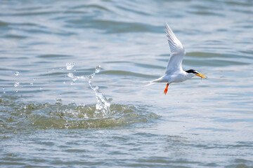 Little tern diving