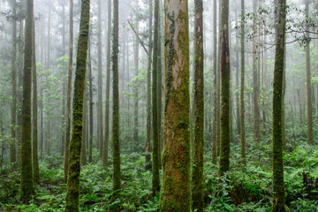 Fototapeta na wymiar Mysterious dark pine forest in fog.