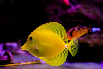 Zebrasoma flavescens - The Yellow tang, It is one of the most popular aquarium fish
