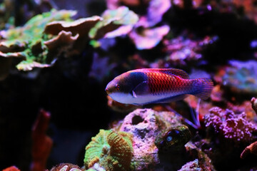 Blue face wrasse saltwater fish in aquarium