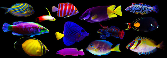 Group of marine animals isolated on black background (Fishes, Corals, Invertebrates)