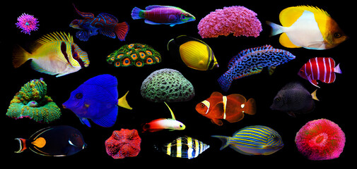 Group of marine animals isolated on black background (Fishes, Corals, Invertebrates)