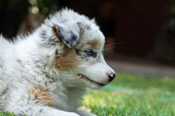 Obraz premium Australian Shepherd puppy close up portrait
