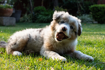 Australian Shepherd puppy biting a fruit in a garden