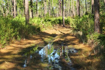 Obraz na płótnie Canvas Beautiful landscape of North Florida wild forest