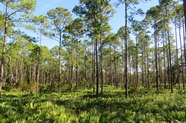 Beautiful landscape of Florida wild forest