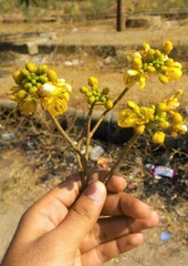 Fototapeta na wymiar Yellow flowers in Spring Time from 