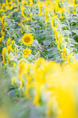 Obraz na płótnie Canvas Beautiful Sunflower in summer in Japan