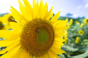 Beautiful Sunflower in summer in Japan